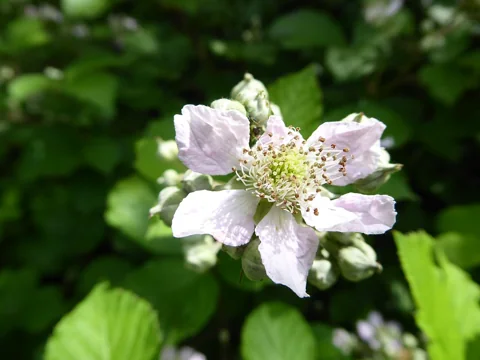 A close view of a Rubus fruticosus flower.
