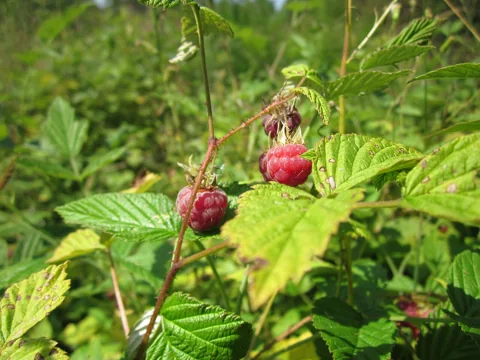 A fruiting Rubus idaeus plant.