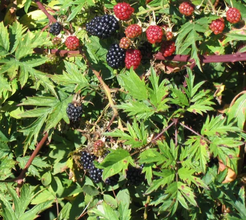 Ripening berries and deeply divided foliage of Rubus laciniatus.