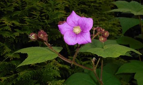 Purple flower and broad leaves of Rubus odoratus.