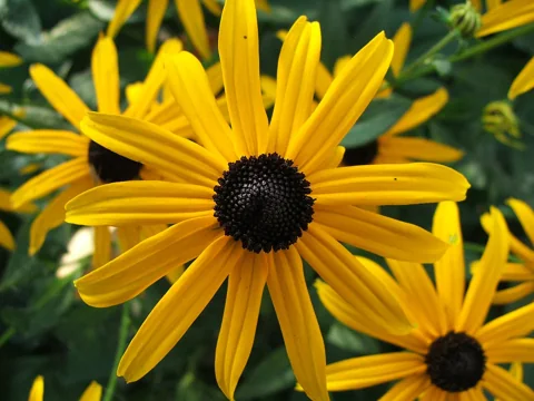 Yellow flower heads with dark centres of Rudbeckia fulgida.