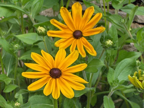 Flowering stems and foliage of Rudbeckia hirta 'Indian Summer'.