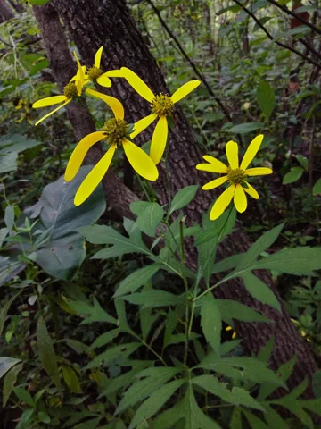 Yellow flowers and deeply divided leaves of Rudbeckia laciniata.