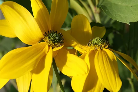 Yellow flower heads of Rudbeckia nitida 'Herbstonne'.