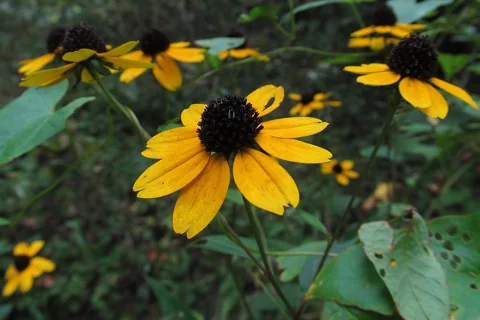 Yellow flowers and leafy stems of Rudbeckia triloba.