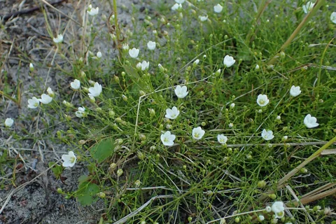 Small white flowers above the fine foliage of Sagina nodosa.