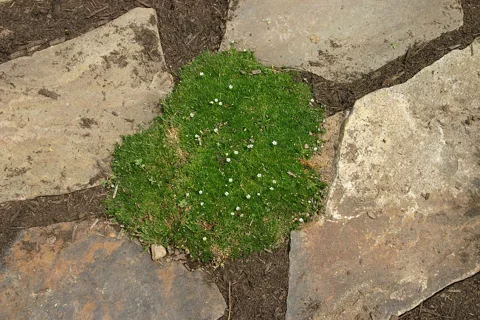 Cushion of Sagina subulata growing between paving stones.