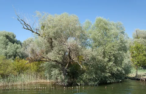 A Salix alba tree.