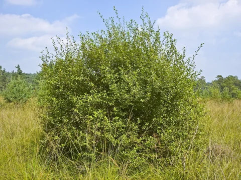 The branching growth of Salix aurita.
