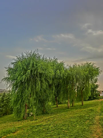 The growth habit of Salix babylonica.