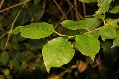 Leaves of Salix caprea.