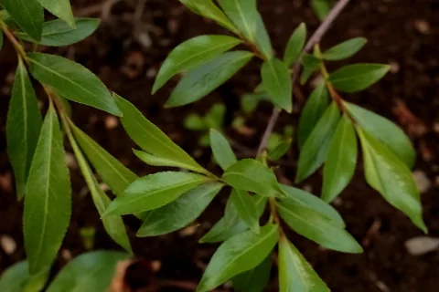 Leafy shoots of Salix daphnoides.