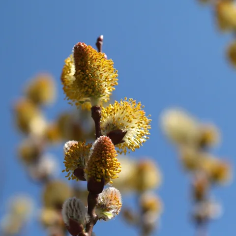 Flowering catkins of Salix gracilistyla.