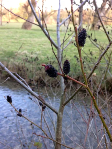 Bare branches and dark catkins of Salix gracilistyla var. melanostachys.