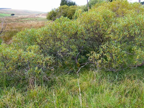 The branching growth of Salix pentandra.