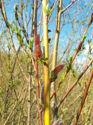 Young shoots and catkins of Salix purpurea.