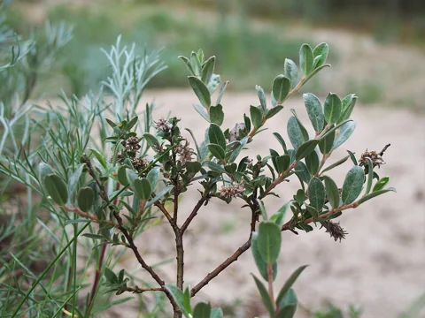 Leaves of Salix repens.