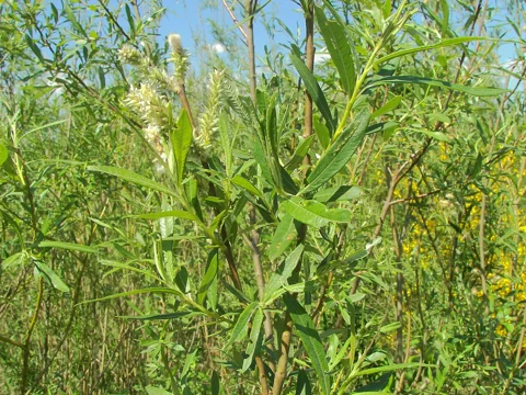 Leaves of Salix viminalis.