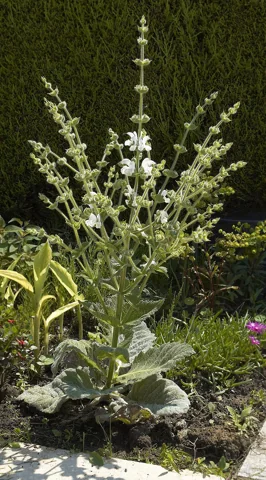 Tall flowering stems above the silvery basal foliage of Salvia argentea.