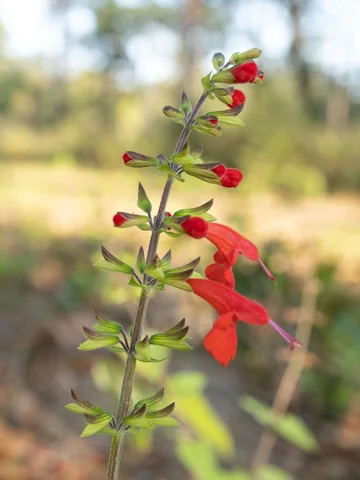 Red flowers along a stem of Salvia coccinea.