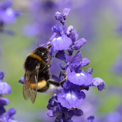 Blue flowers of Salvia farinacea visited by a bumblebee.