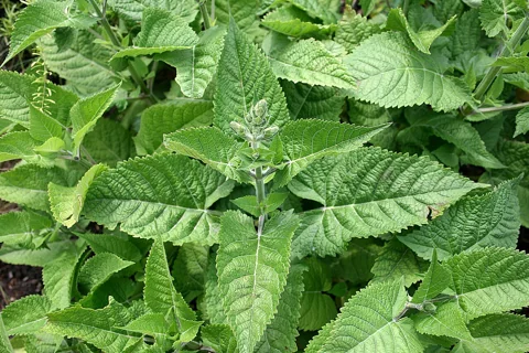 Broad textured leaves of Salvia glutinosa.
