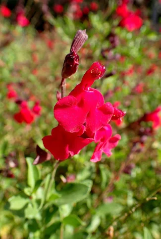 Red flowers and buds of Salvia greggii.