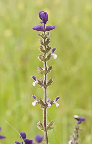 Flowering stem of Salvia horminum, named Salvia viridis in the source.
