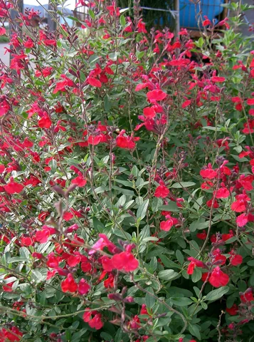 Red-flowering shrub of Salvia microphylla.