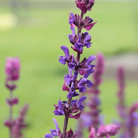 Purple flower spike of Salvia nemorosa.