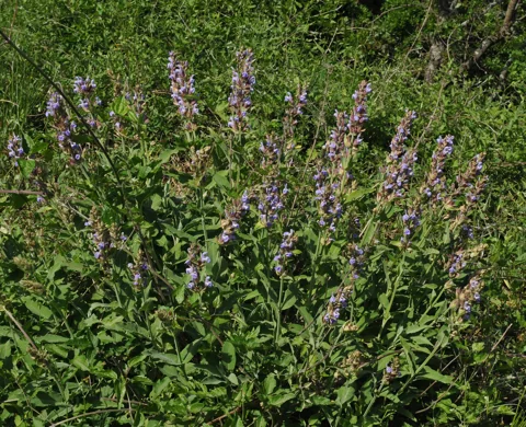 A Salvia officinalis plant with leafy growth and flowering stems.