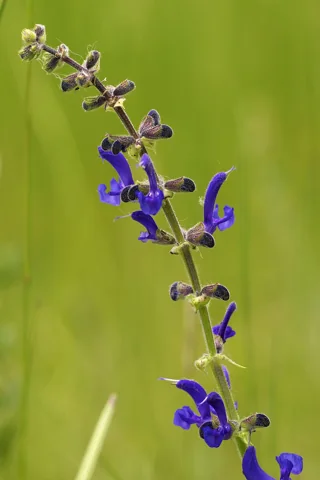 Blue flowers along a stem of Salvia pratensis.