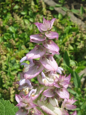 Pale flowers and pink bracts of Salvia sclarea.