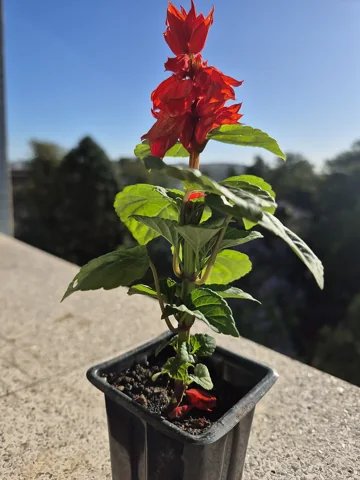Potted flowering plant of Salvia splendens.