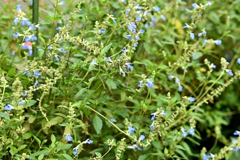 Blue flowers and leafy stems of Salvia uliginosa.