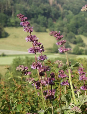 Purple flower whorls along the stems of Salvia verticillata.