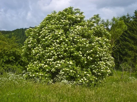 Sambucus nigra in flower.