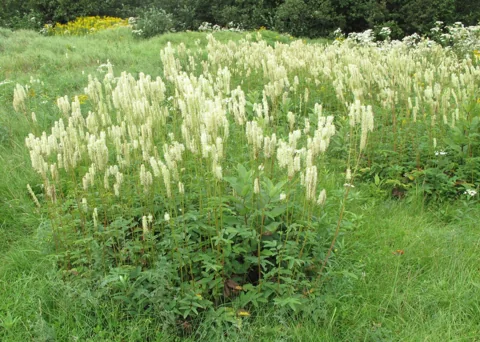 A stand of Sanguisorba canadensis with white flower spikes.