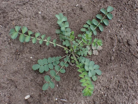 A young Sanguisorba minor plant showing its compound leaves.