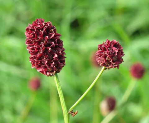 Dark red flower heads of Sanguisorba officinalis.