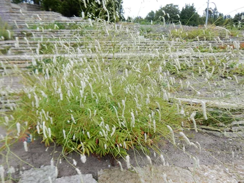 Arching white flower spikes of Sanguisorba tenuifolia var. alba.