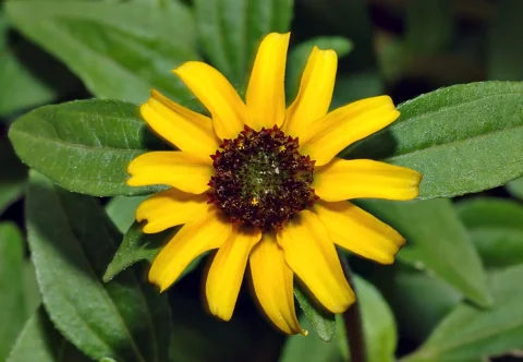 Yellow flower head and leaves of Sanvitalia procumbens.