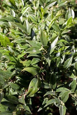 Evergreen foliage of Sarcococca confusa.