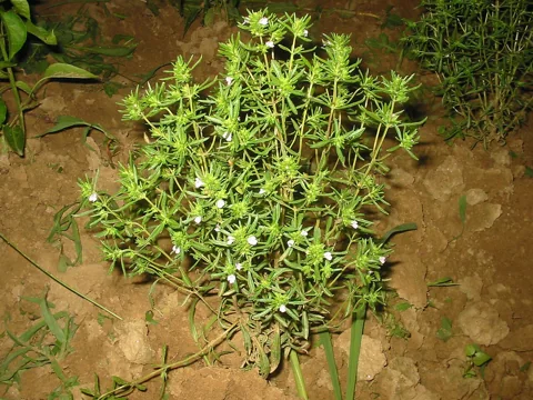 Whole leafy plant of Satureja hortensis.