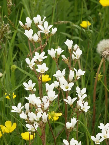 White flowers along stems of Saxifraga granulata.