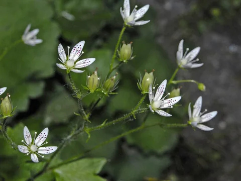 Small spotted white flowers of Saxifraga rotundifolia.