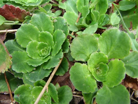 Basal rosettes of Saxifraga umbrosa.