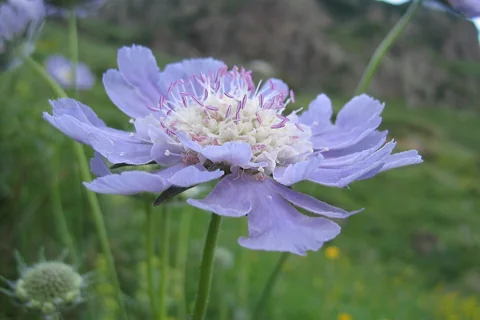 Pale blue flower head of Scabiosa caucasica.