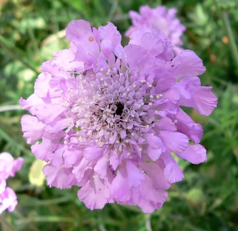 Pink flower head of Scabiosa columbaria 'Pink Mist'.