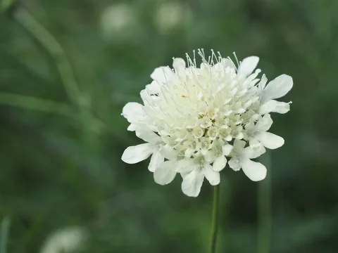 Cream flower head of Scabiosa ochroleuca.